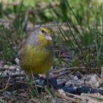 Corsican Finch